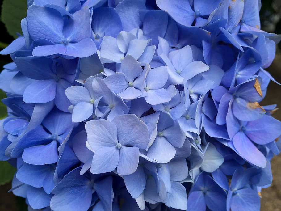 flower, nature, flora, summer, garden, blooming, closeup, petal HD wallpaper