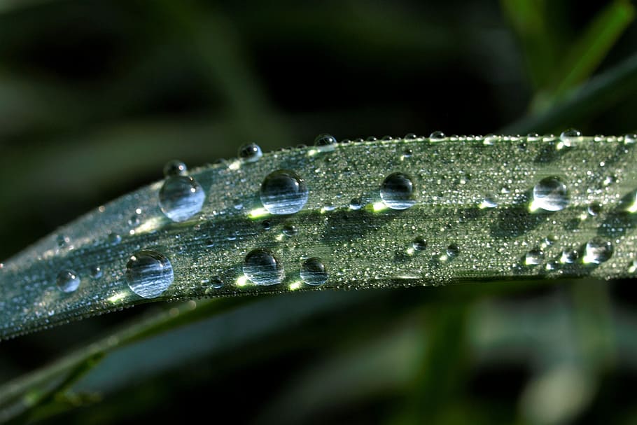macro, green, rosa, grass, nature, closeup, water, wet, plant HD wallpaper