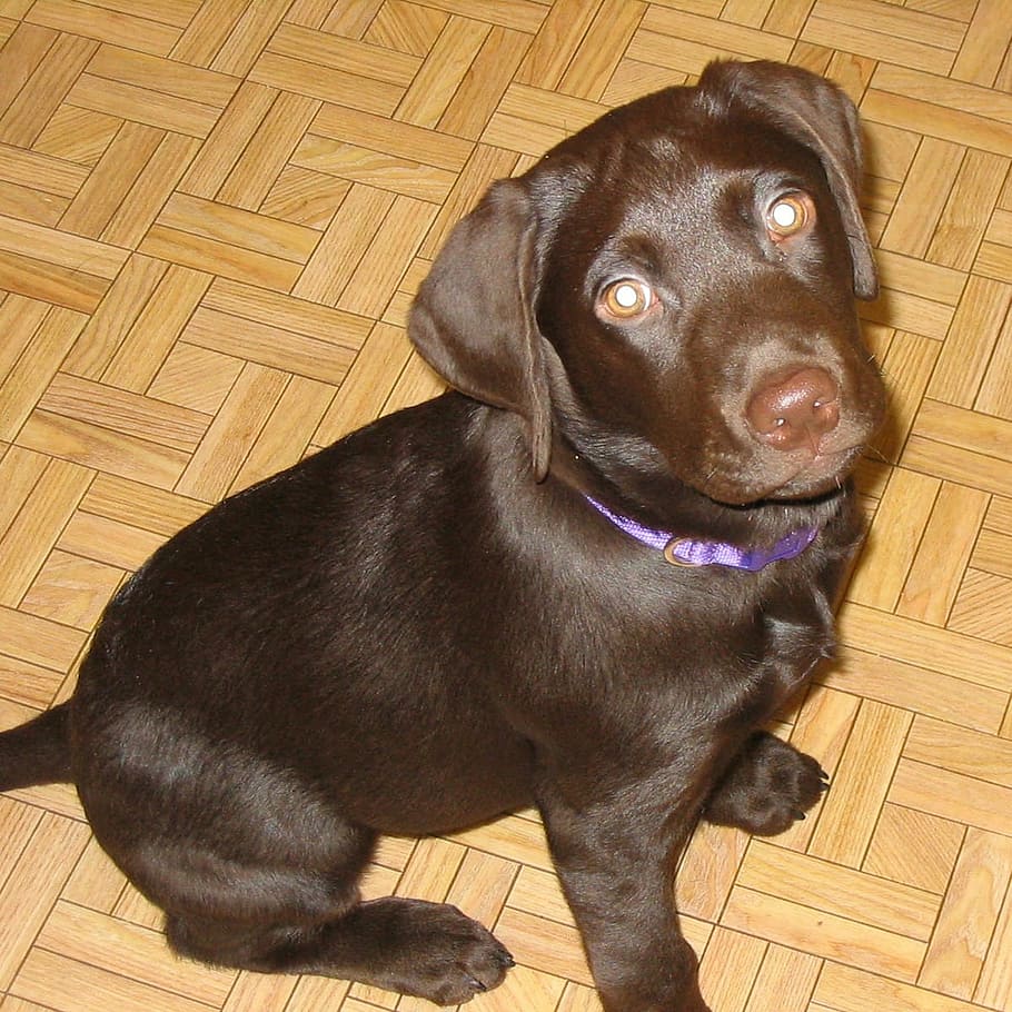 labrador, retriever, popular, breed, dog, dogs, animal, baby HD wallpaper