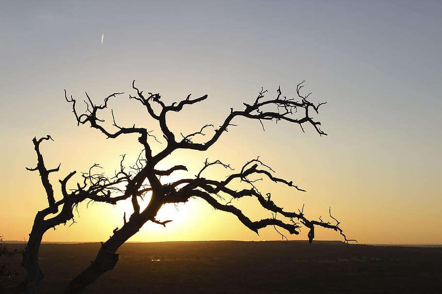 Sunset, Horizon, Tree, sky, branches, setting sun, mystical HD wallpaper