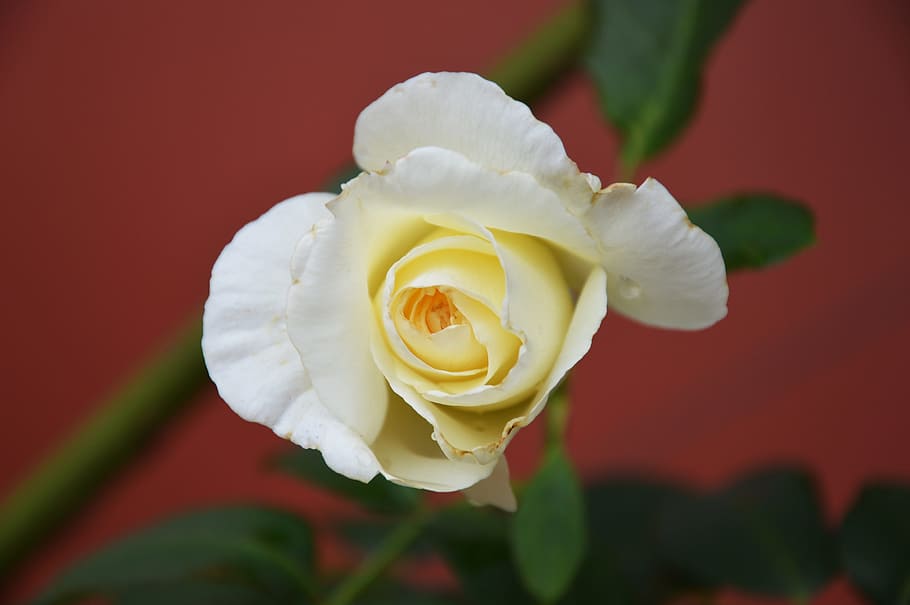 rose, vicky, flower, yellow, flowering plant, beauty in nature HD wallpaper