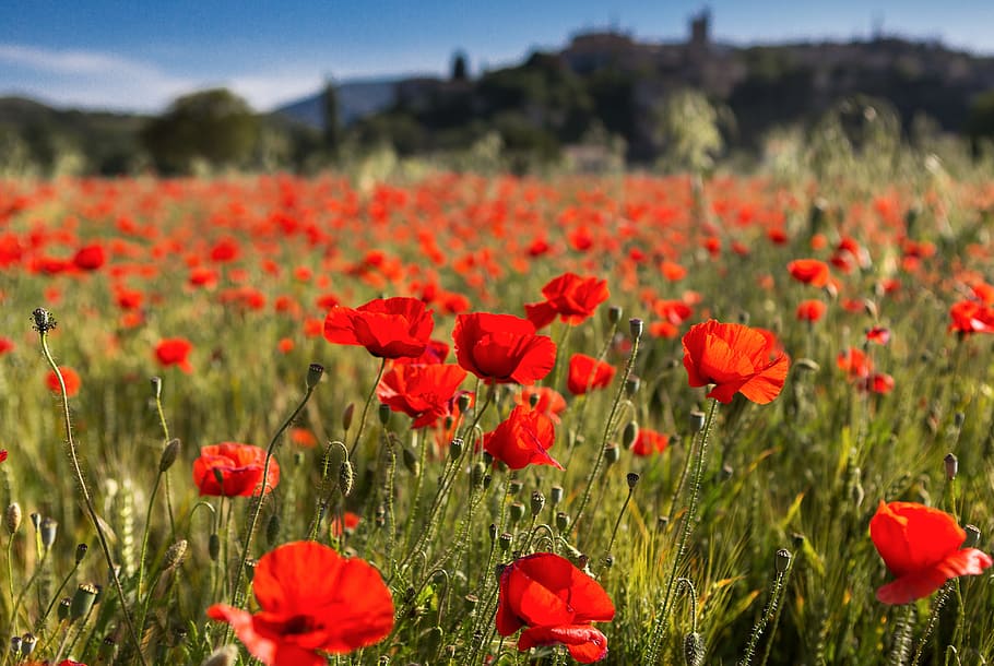 poppies, vervier, rhône, flower, flowering plant, red, freshness HD wallpaper