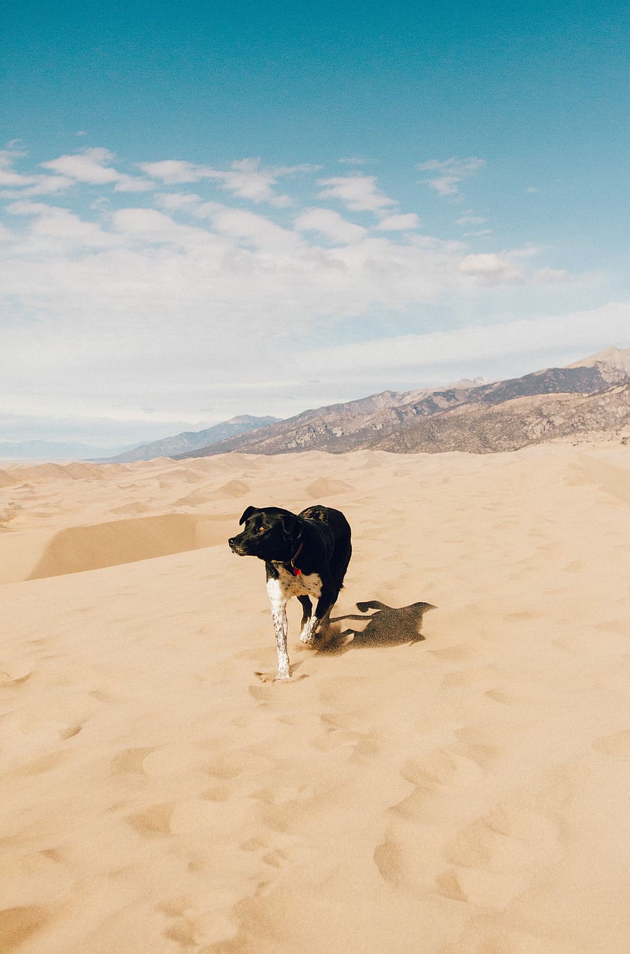 dog walking on desert during daytime, dog walking on dessert during daytime HD wallpaper