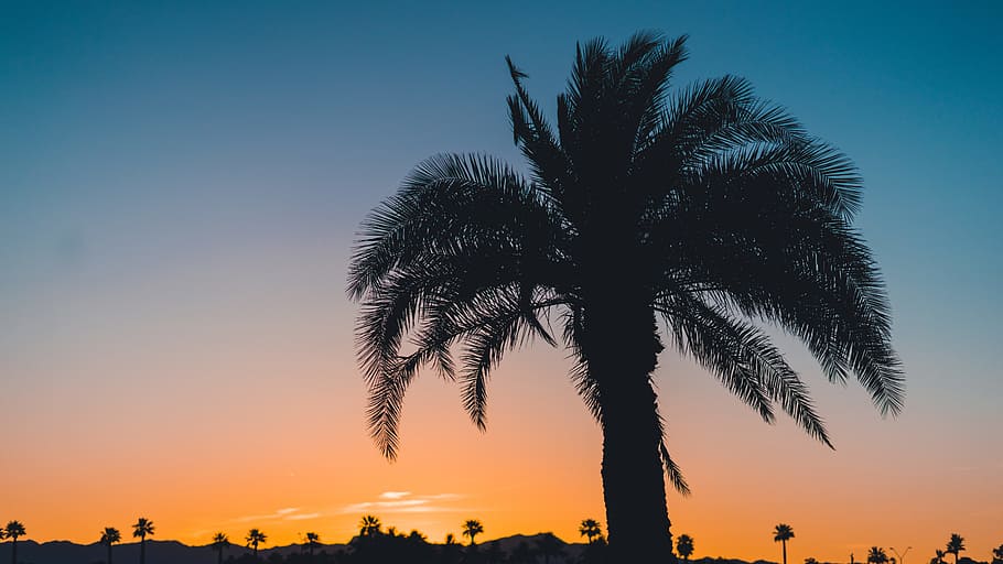 silhouette tree during sunset, tree in sunset, photo, golden hour HD wallpaper