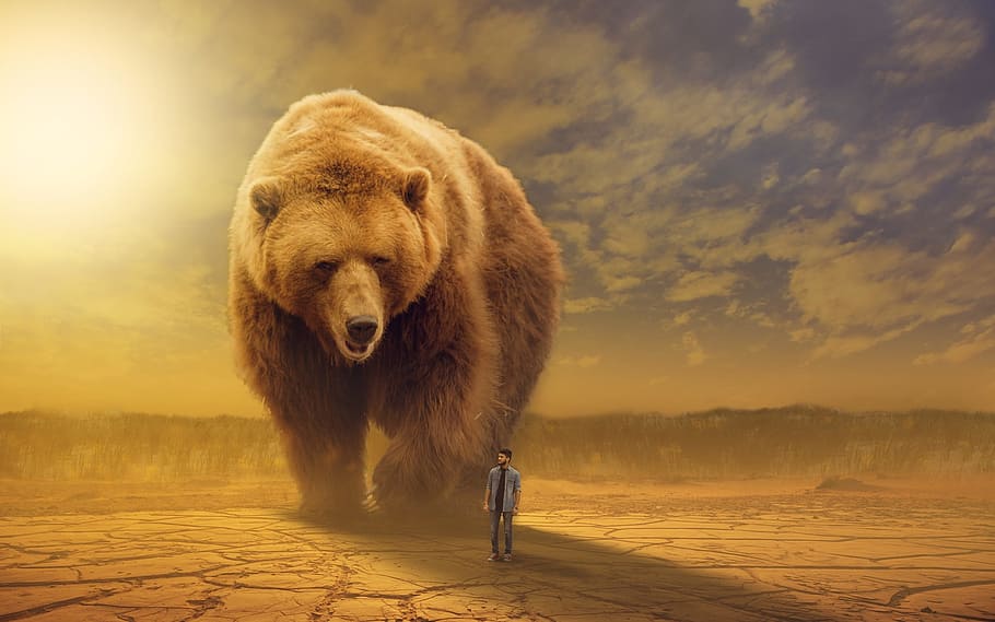 giant brown Bear walking near man in gray dress shirt during daytime