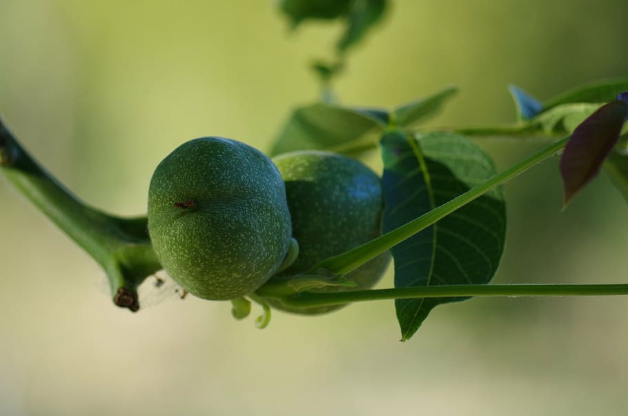 nuts, immature, tree, fruit, food and drink, healthy eating HD wallpaper