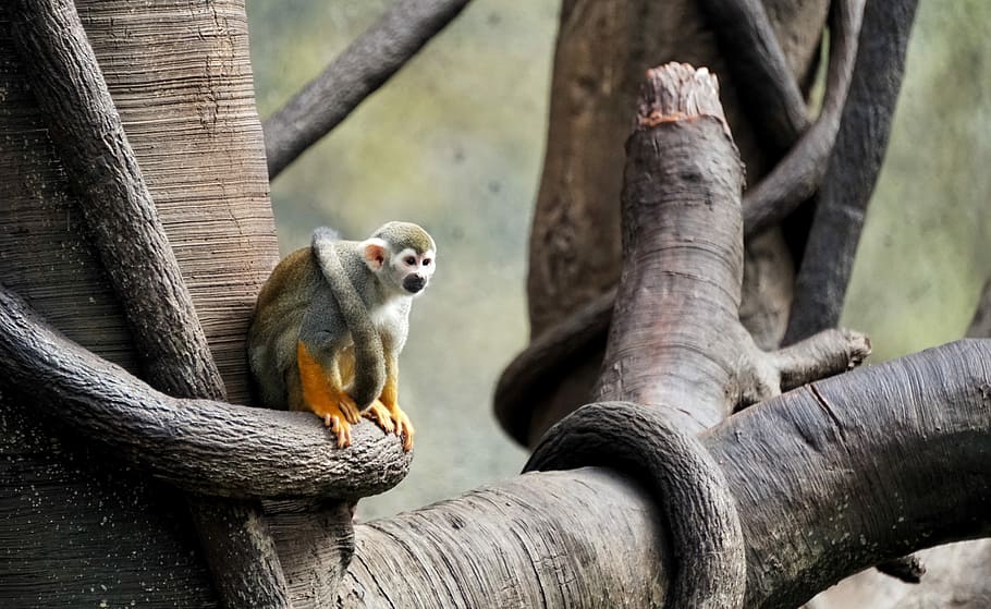 gray monkey sitting on tree branch, monkey sitting on tree, rainforest HD wallpaper