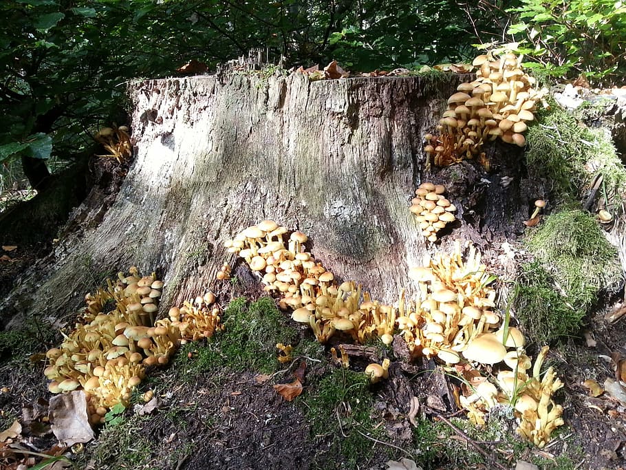 forest, stump, nature, fungi, old, plant, land, tree, growth HD wallpaper