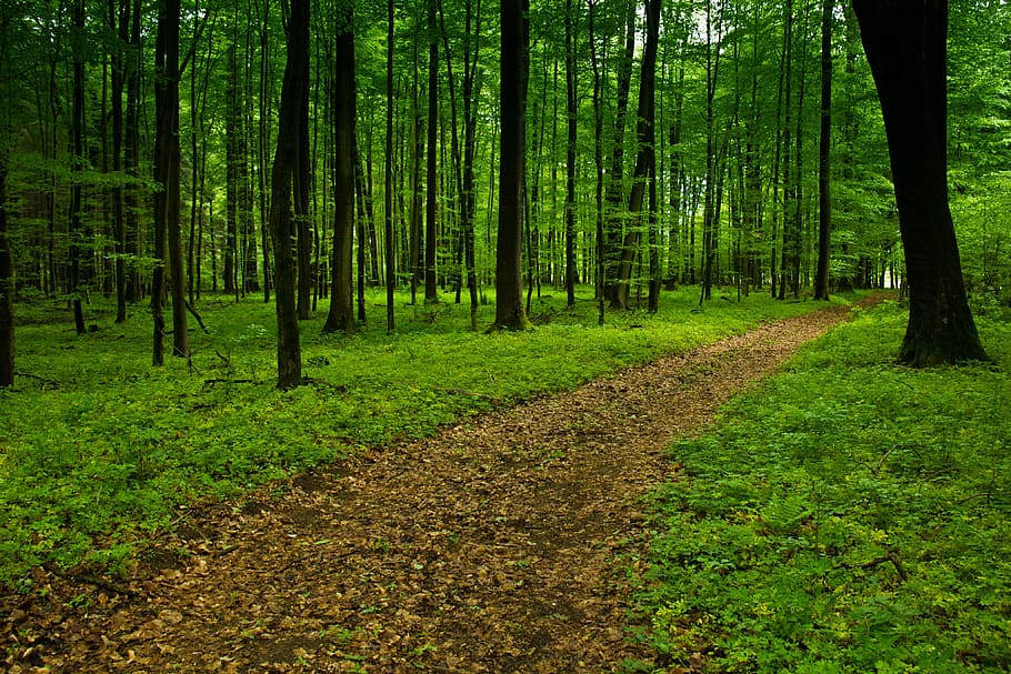 forest, away, spring, nature, trees, leaf, woodland, outdoors HD wallpaper