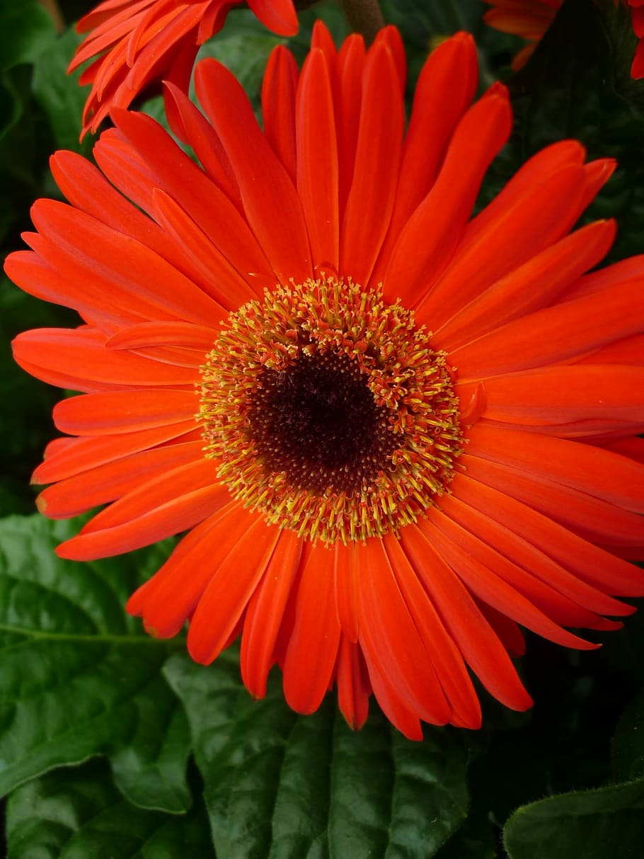 Gerbera, Reddish, Orange, Blossom, Bloom, reddish-orange, potted plant HD wallpaper