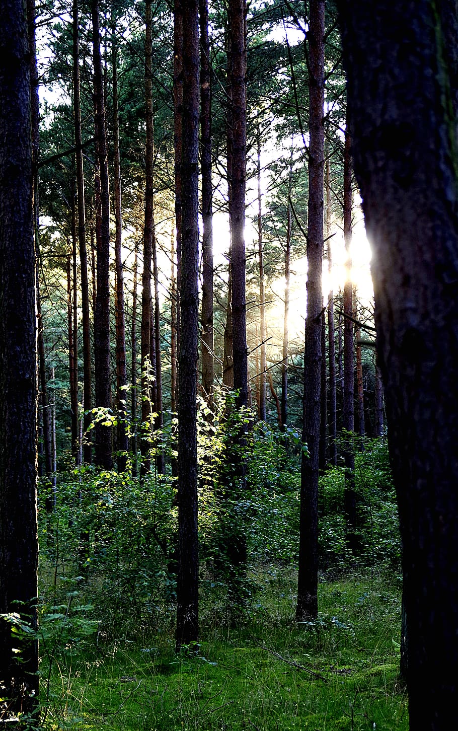 forest, tree, vegetation, shrubs, green, the rays, the sun HD wallpaper