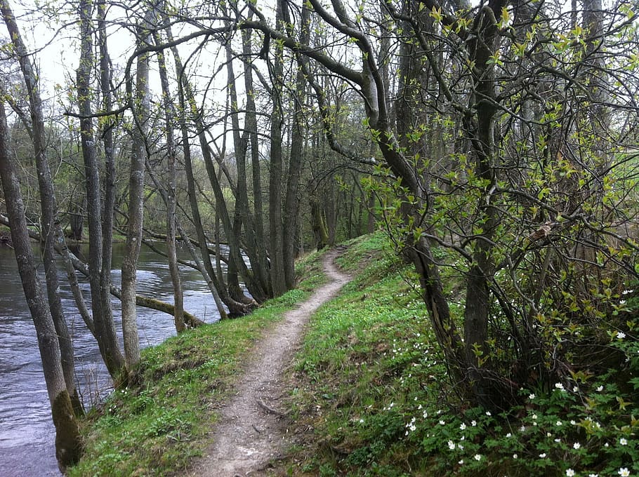 spring, sweden, outdoor, plant, tree, forest, land, tranquility HD wallpaper
