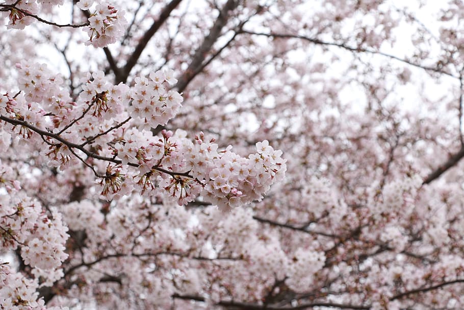 Cherry, Cherry, Cherry Blossoms, Pink, Japan, flowers, sakura HD wallpaper