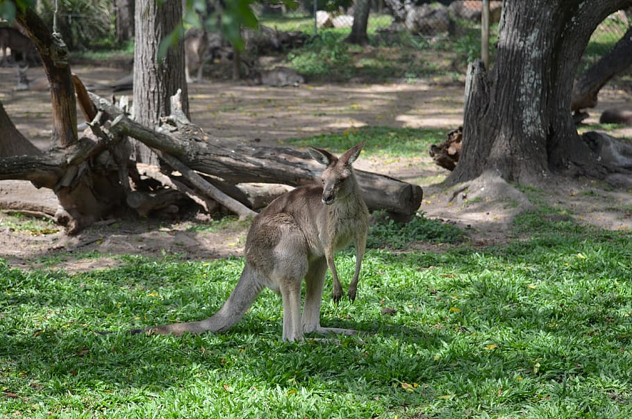 kangaroo, australia, brisbane, queensland, sanctuary, cute