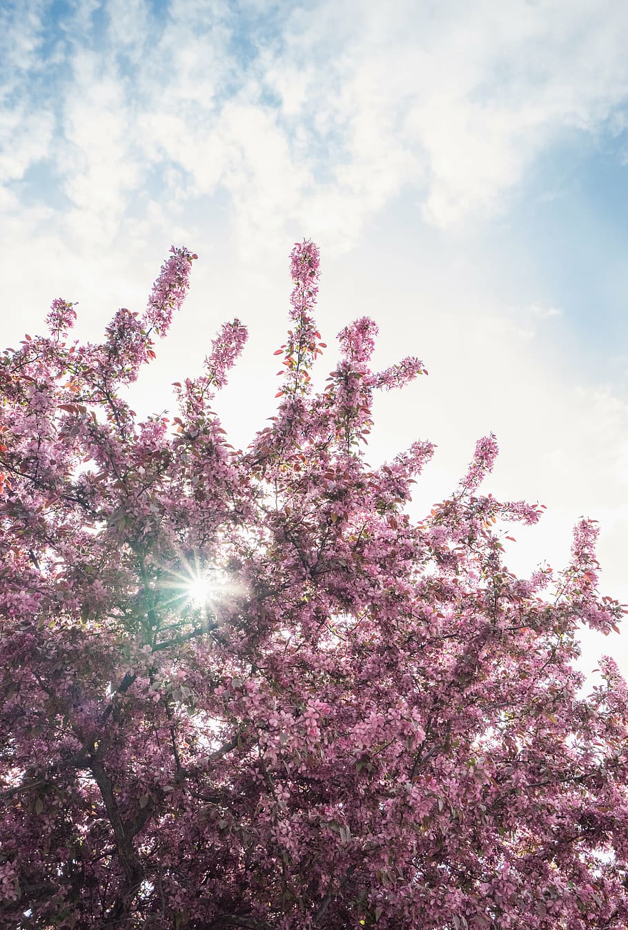 bloom, blossom, branches, flora, flowers, petals, sun glare HD wallpaper