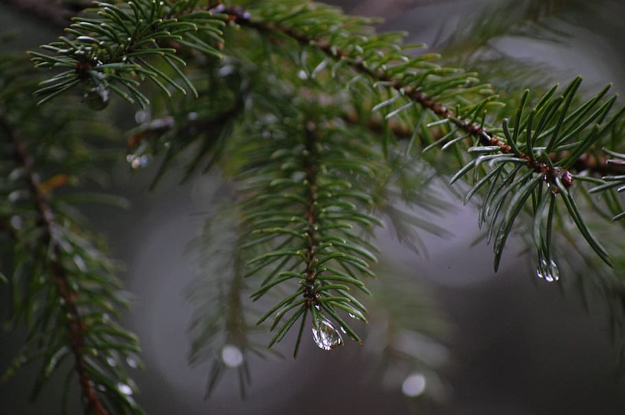 Spinet, Needle, Conifer, Fog, rain, drop of water, tree, pine tree HD wallpaper