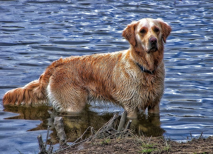 dog in body of water, golden, retreiver, animal, pets, canine, HD wallpaper
