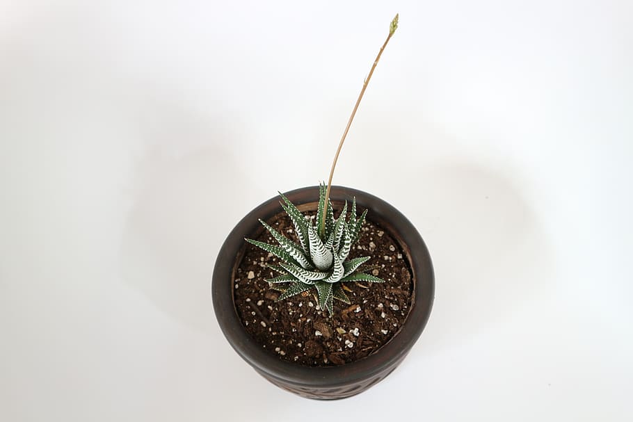 desktop, pot, succulent, interior, green, white, modern, work HD wallpaper
