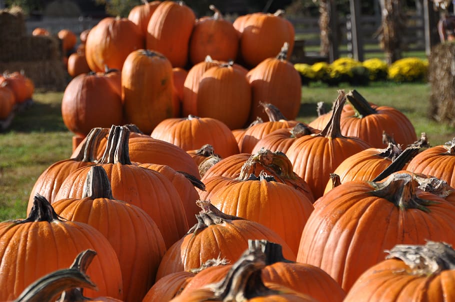 fall, pumpkins, harvest, pumpkin farm, seasonal, orange, autumn HD wallpaper