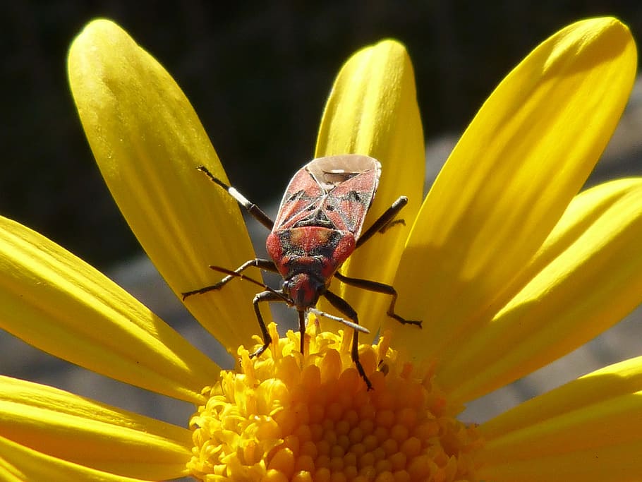bug, insect, red, libar, daisy, yellow flower, animal themes HD wallpaper