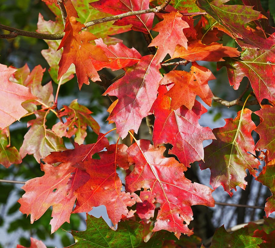fall foliage, maple, leaves, red, fall color, needle leaf maple HD wallpaper