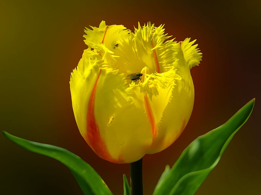 Spring, Flower, Tulip, Blossom, Bloom, macro, yellow, garden HD wallpaper