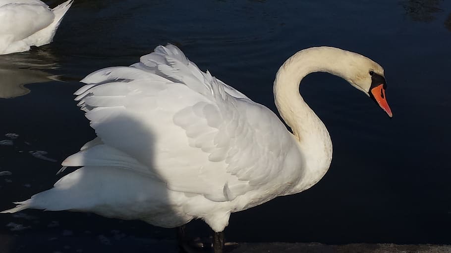 Swan, Bird, White, Elegant, Feather, water bird, waters, poultry HD wallpaper