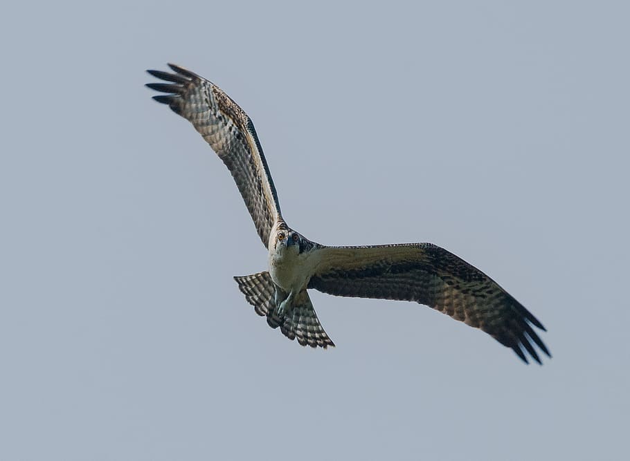 eagle flying on the sky, osprey flying at sky, bird, wings, feathers HD wallpaper