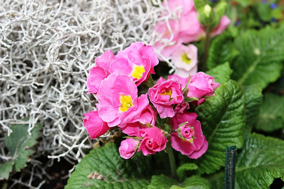 primrose, pink, flower, spring, garden, plant, flowering plant HD wallpaper