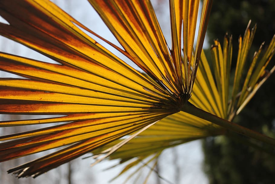Autumn, Leaf, Tree, Sunshine, Sunset, palm tree, palm leaf HD wallpaper