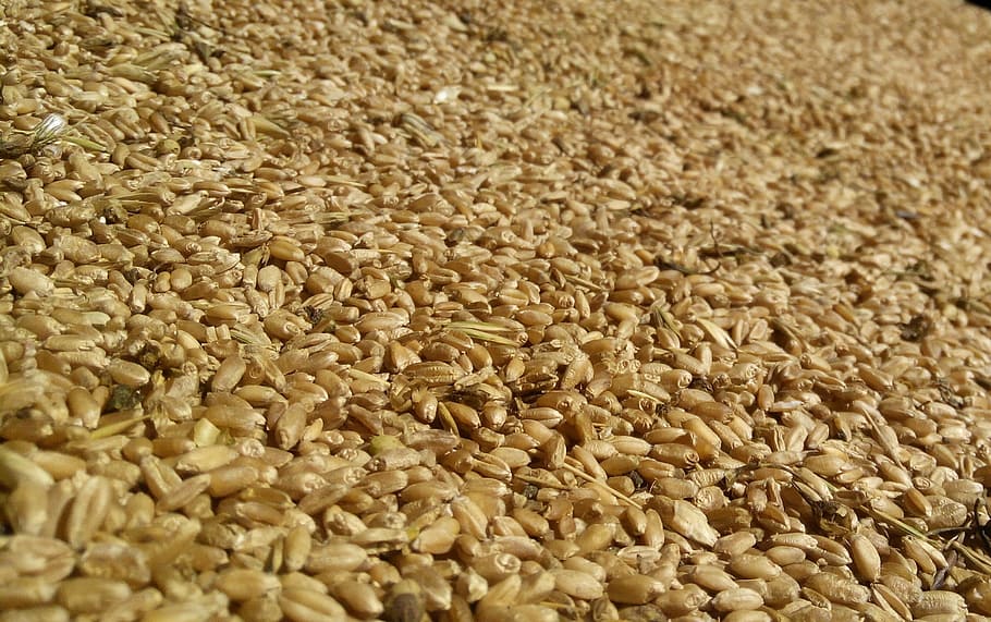 millet, grain, background, wheat, harvest, closeup, seeds, agriculture HD wallpaper
