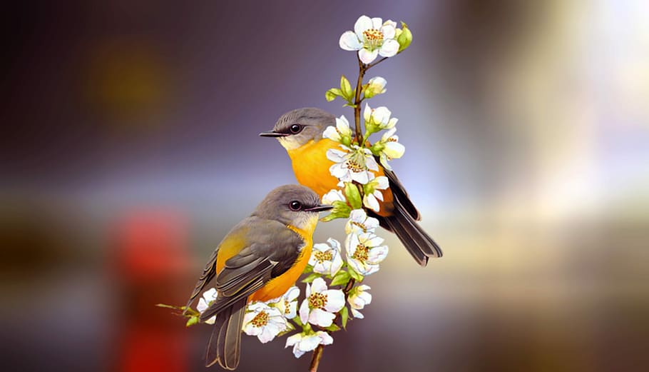 two black-and-yellow birds on white flowers, friendship, pair