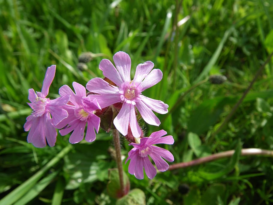 Spring, Flowers, Spring Awakening, nature, plant, purple, pink Color HD wallpaper