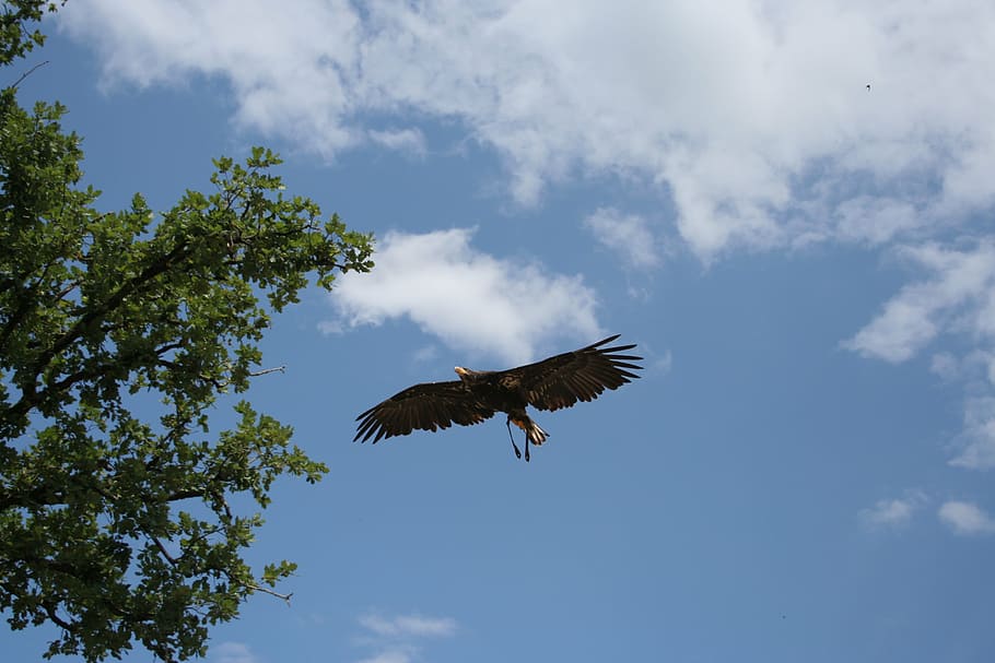 eagle, bird, air, clouds, fly, wings, feathers, span, nature HD wallpaper