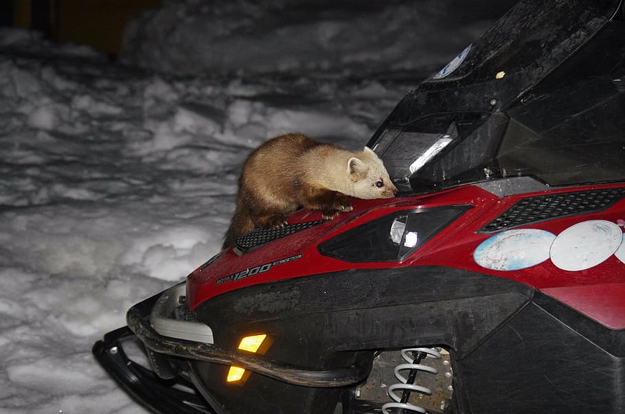 sable, beast, predator, animal, snowmobile, interest, familiarity HD wallpaper