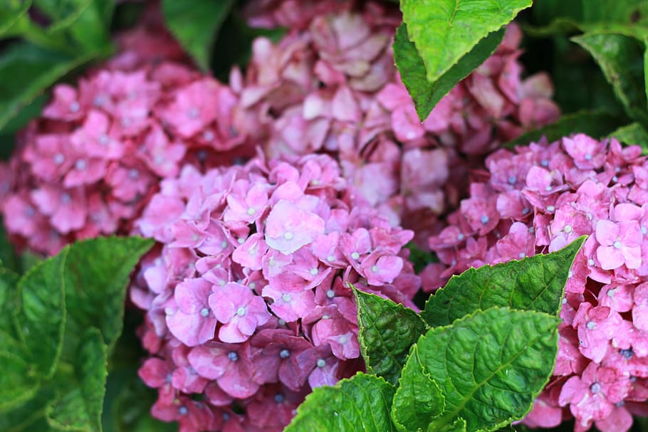 hydrangea, close-up, plant, summer, floral, beautiful, bloom HD wallpaper