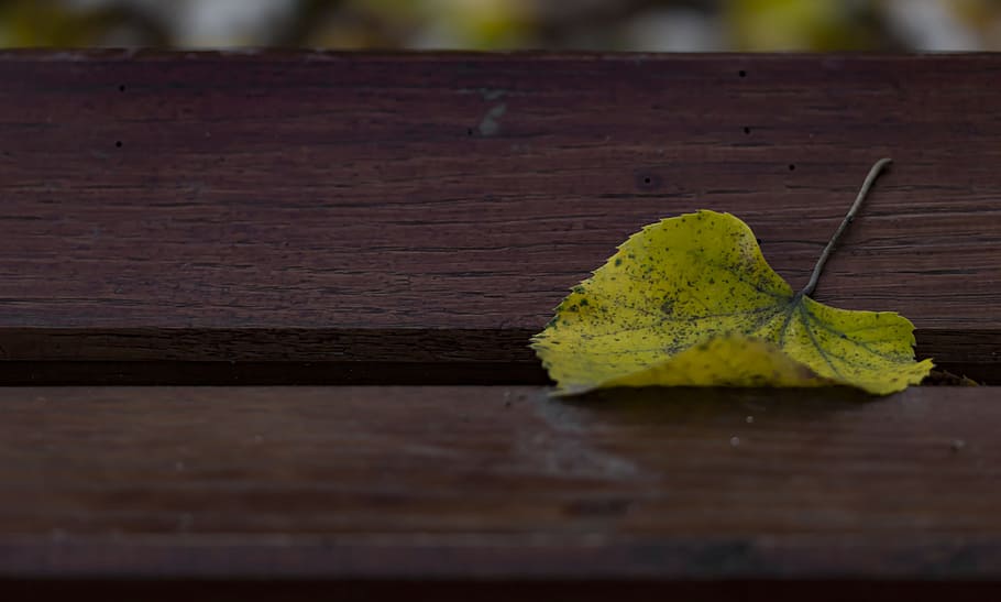 single leaf, yellow leaf, autumn leaf, bench, wood - material HD wallpaper