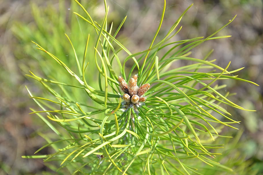 tree, pine, pine buds, shoots, blossoming, nature, coniferous tree HD wallpaper