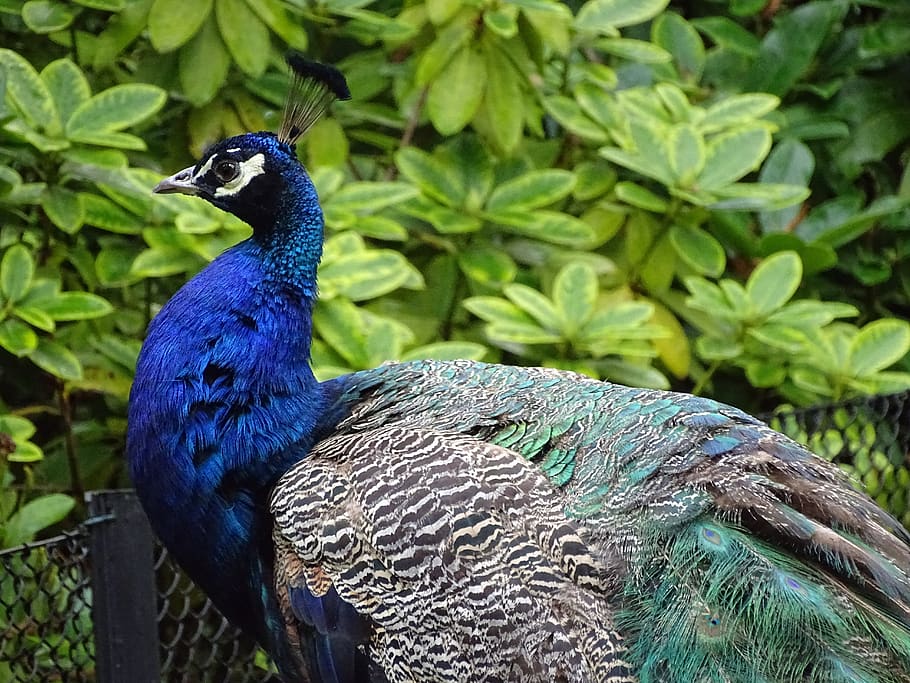 peacock, bird, feather, animal themes, vertebrate, one animal HD wallpaper