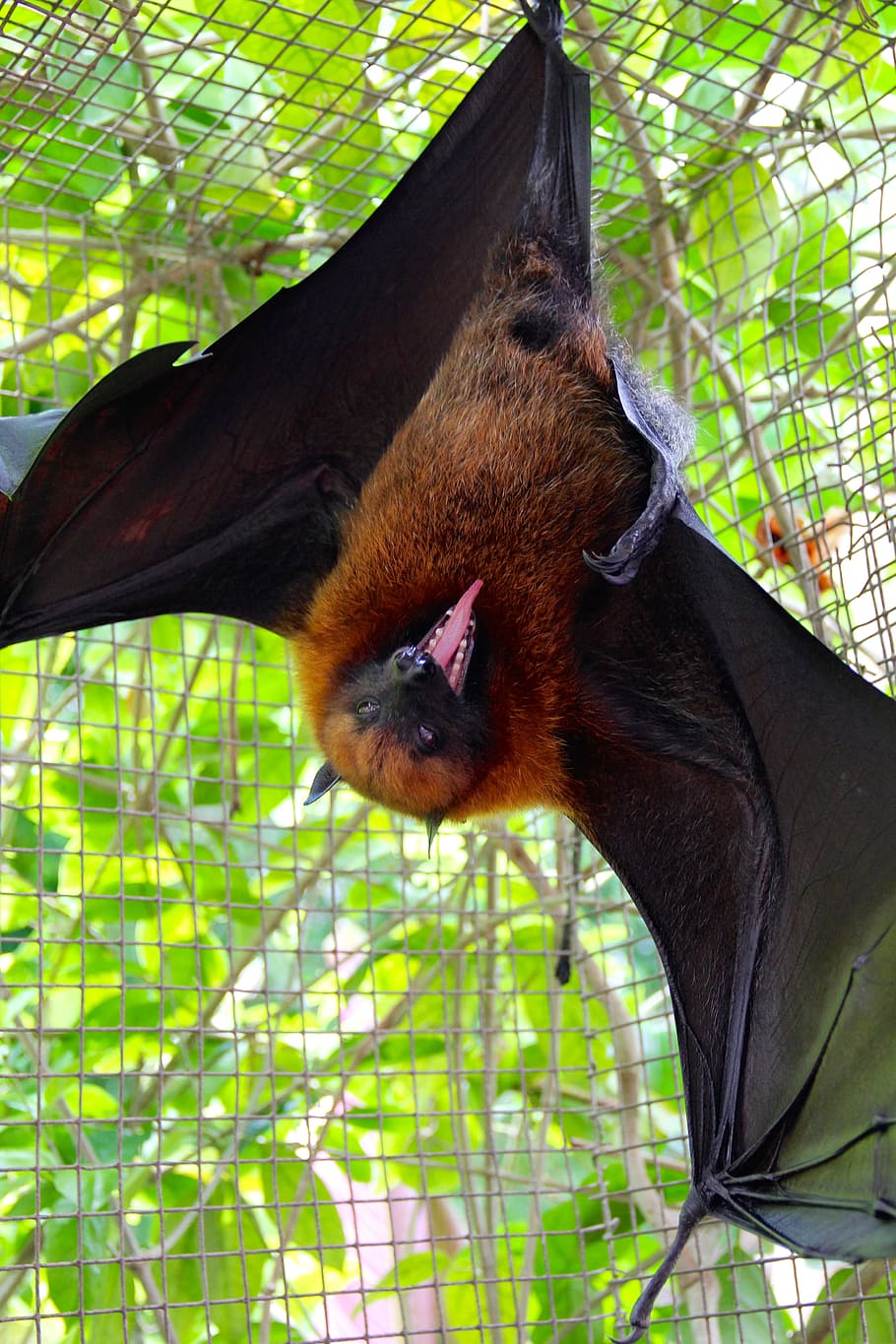 HD wallpaper brown bat in cage during daytime, Flying Dog, Bat, Fly