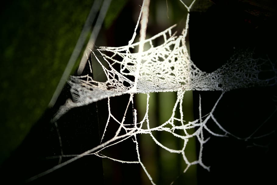 web, shade, backlight, fibers, nature, spider web, no people HD wallpaper