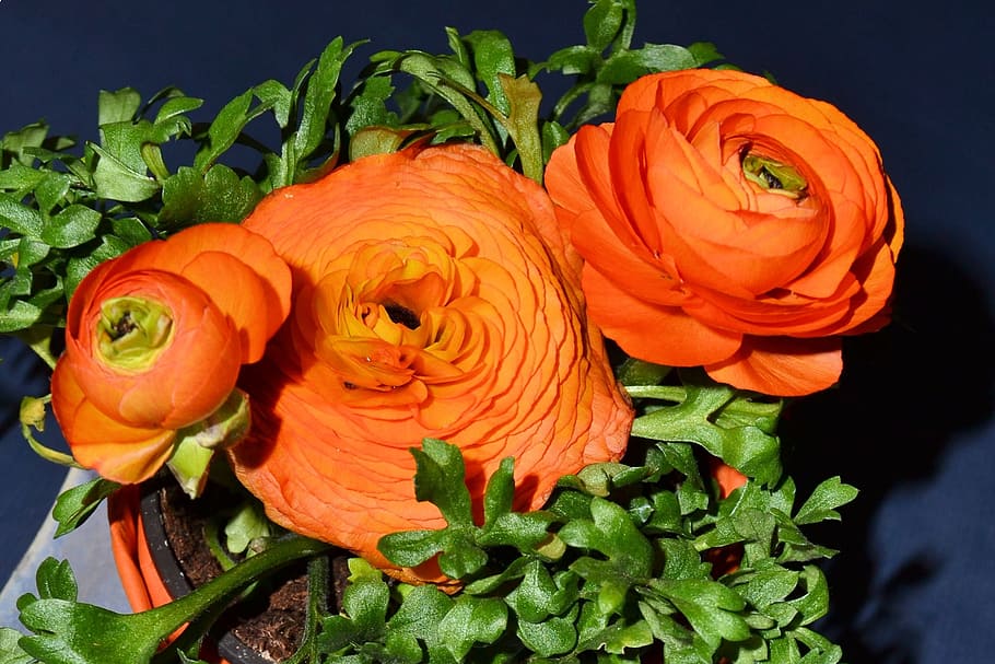 easter, deco, flowers, artificial flowers, decoration, colorful HD wallpaper