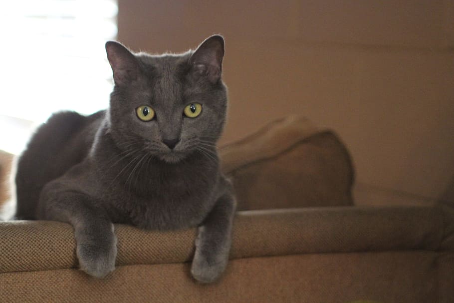 chartreux cat on brown sofa, kitty, grey, pet, kitten, animal HD wallpaper
