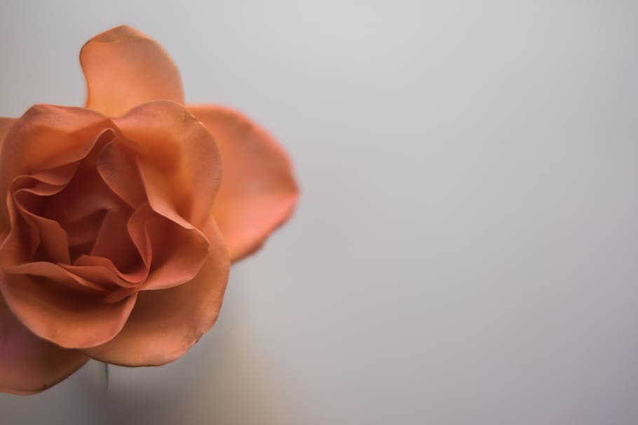flower, petal, bloom, flowering plant, beauty in nature, studio shot HD wallpaper