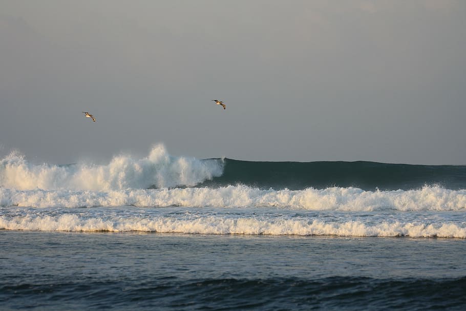 waves, birds, golf, sea, water, animal, animals in the wild HD wallpaper