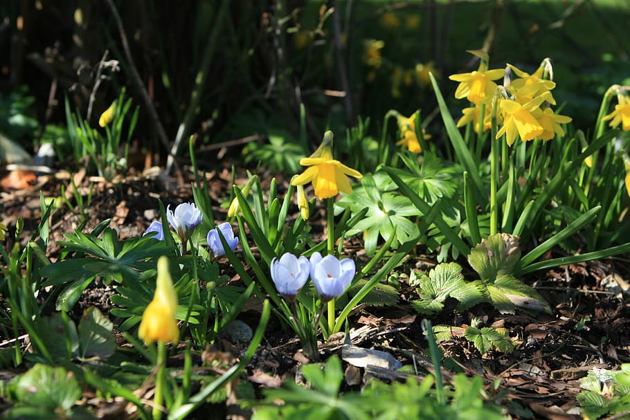 spring, flowers, dandelions, crocus, flowering plant, freshness HD wallpaper