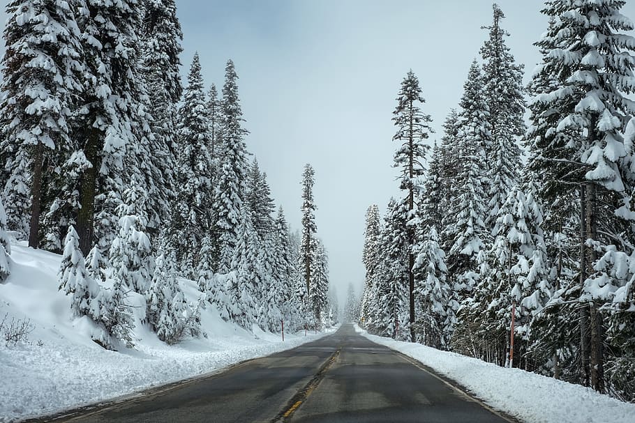 gray asphalt road beside snow field, forest, winter, street HD wallpaper