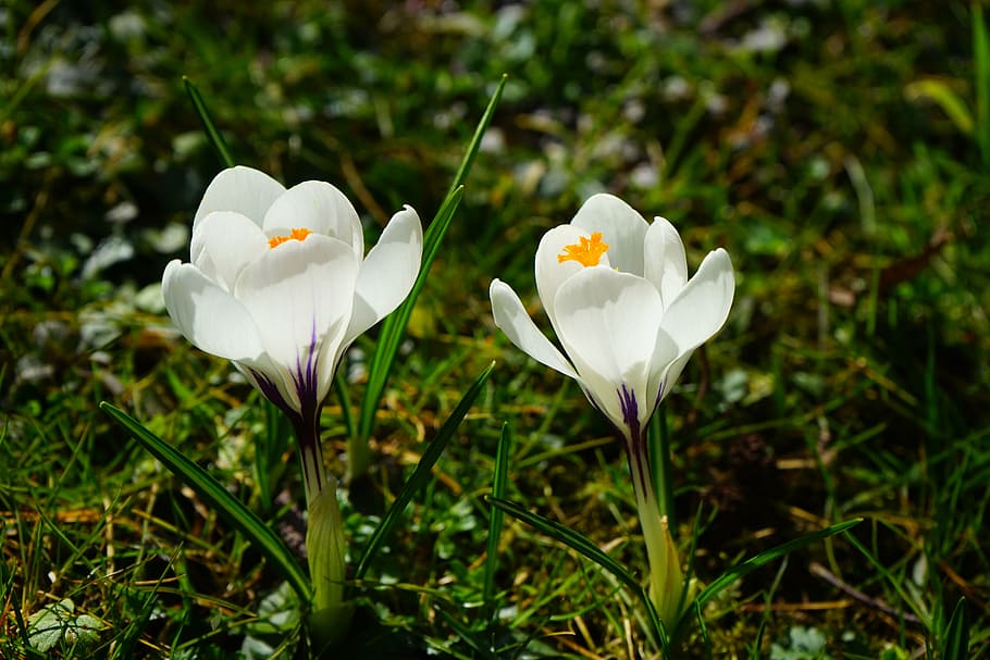 crocus, flower, spring, bühen, white, blossom, bloom, spring flower HD wallpaper