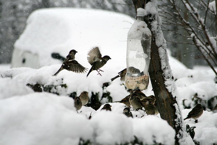 nature, bird, sparrow, winter, feeding, bird feeder, mag, snow HD wallpaper