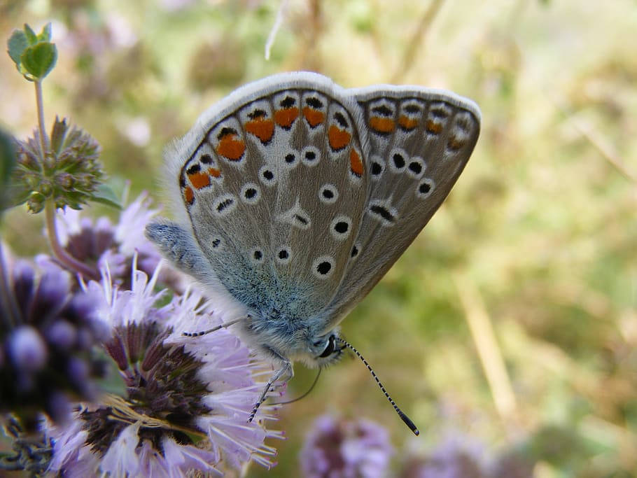 butterfly, blue, coloring, insecta, grass, flower, green, nature HD wallpaper
